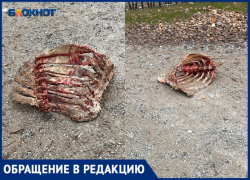 «Вороны обгладывают ребра»: у детского сада в Волжском хранятся останки животного