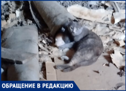 Писк о помощи: котенок четвертые сутки замурован в подвале дома в Волжском