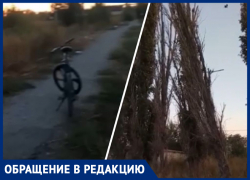 «Дерево скоро упадет на пешеходную дорожку», - волжанин о сухостое
