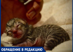 "Сначала котят убивают, а потом людей расчленяют", - волжанка