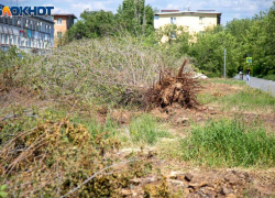 В Волжском создадут места для скопления растительных отходов
