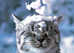 Волгоградская область присоединится к празднованию Дня снега