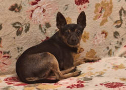 В Волжском разыскивается маленькая собачка: дети ждут любимца домой