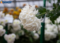 День обещает быть насыщенным: гороскоп на 28 ноября