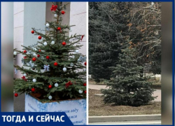 Посадили в Волжском елочки и корешок