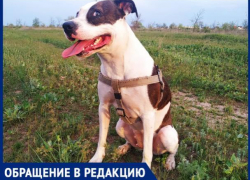 «Избили мою собаку, потом меня», - волжанин