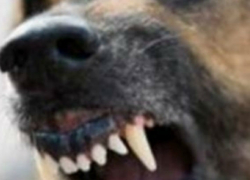 Жителю Ольховского района грозит тюрьма за убийство породистой собаки