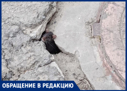 «Вот такие крысы бегают у нас», - волжанка