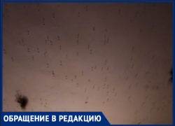 «Скоро крокодилы поползут»: потоп в подвале обернулся апокалипсисом комаров для волжан