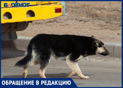 Соседские собаки насмерть загрызли кошку в СНТ в Волжском