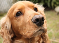 Спаниель откопал на юге Волгограда минометную мину времен войны 