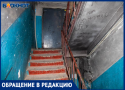 «Мы с тараканами ничего не можем сделать?»: волжанка бьет тревогу из-за нашествия насекомых и бездействия УК