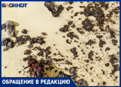 Травили тараканов, а убили веру в людей: жители Волжского недовольны работой местной фирмы