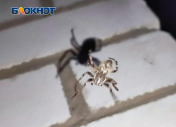 Волжские дачи оккупировали громадные пауки