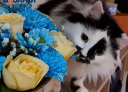 В поселке Октябрьском объявили карантин по бешенству из-за кошки