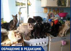 "У соседки в квартире много кошек - вонь стоит ужасная",-волжанка