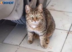 Что нельзя делать волжанам в Евдокимов день
