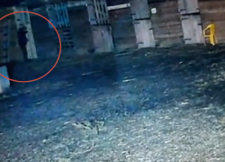 «Чтобы нельзя было зарабатывать»: в Волжском раскрыли мотивы отравителя лошадей 