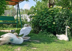 Кусаку переименовали в Лапушку: как проходит реабилитация лебедя с переломом крыла