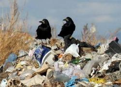 Беспредел на городской свалке Волжского начался в бытность экс-мера Афанасьевой