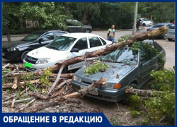 Упавший сухостой разбил 2 автомобиля в Волжском