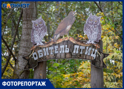 Крылатые обитатели обители: орлы, филины и гуси нашли свой дом в Волго-Ахтубинской пойме — фоторепортаж
