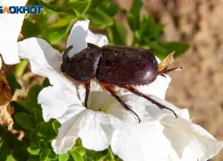 Побороться с эмоциями придется в пятницу: гороскоп на 17 мая 2024