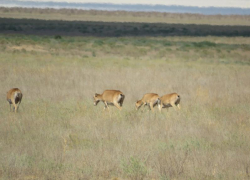 Тысячи «степных призраков» вернулись в природные парки Волгоградской области 