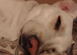 Волжанка Олеся сняла на видео попытки разбудить свою собаку на прогулку