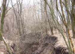 На западе Волгограда сторож нашел изъеденный животными труп 