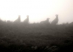 Овцы в тумане: под Волгоградом пропало целое стадо 