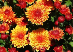 Этой осенью волжане смогут прикоснуться к прекрасному