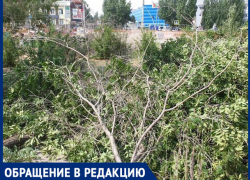 "Спилили молодые вязы ради дизайна",- волжанка