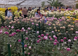 Бал хризантем в ботаническом саду: волжане увидят больше сортов