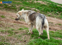 Бастрыкин потребовал возбудить уголовное дело из-за нашествия собак в больничном городке Волжского