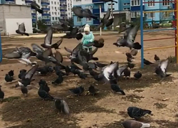 Чудесное рядом: трехлетняя малышка покорила видеороликом с голубями в Волжском 