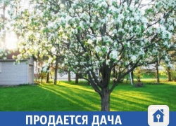 В СНТ "Изобилие" сдают благоухающую дачу на лето