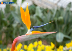 В Волжском запахло весной: фестиваль первоцветов проведут в ботаническом саду