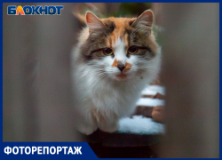 Первый снег припорошил улицы в Волжском: фоторепортаж