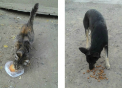 В Волжском кошку и собаку оставили умирать на заброшенном складе