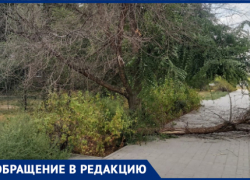 В Волжском рядом со школой обрушился сухостой