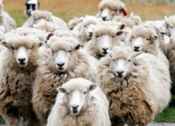 Под Волжским пенсионерка в одиночку выкрала целое стадо овец