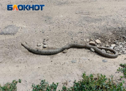 Труп гигантской змеи обнаружили в Волжском