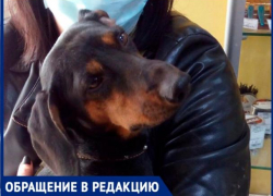 «Подростки издевались над собакой в машине», - волжанка