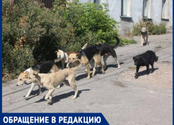 Свора бездомных собак напала на мужчину с ребенком