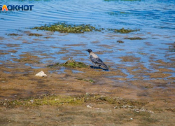 16-летний подросток утонул в Волгоградкой области