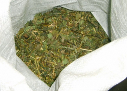 У жителя Волгоградской области изъяли крупнейшую партию маковой соломки