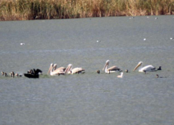 Краснокнижные кудрявые пеликаны выбрал новые дома рядом с Волжским
