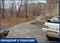 «В магазины зайти нельзя, потому что там лежат собаки»- житель поселка в Волжском рассказал о бродячих собаках