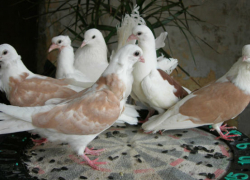 В Волжском бывший уголовник решил полакомиться выставочными голубями